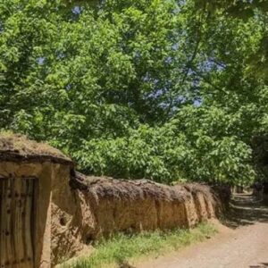 ابلاغ تشکیل ناحیه ویژه باغات شیراز برای اولین‌بار در ایران