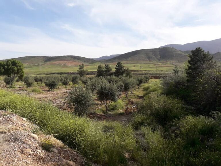 قیمت ملک در بلوار طلاییه شیراز